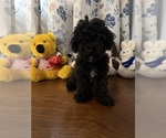 BichPoo puppies - Male Bichpoo Puppy for Sale - Photo #7
