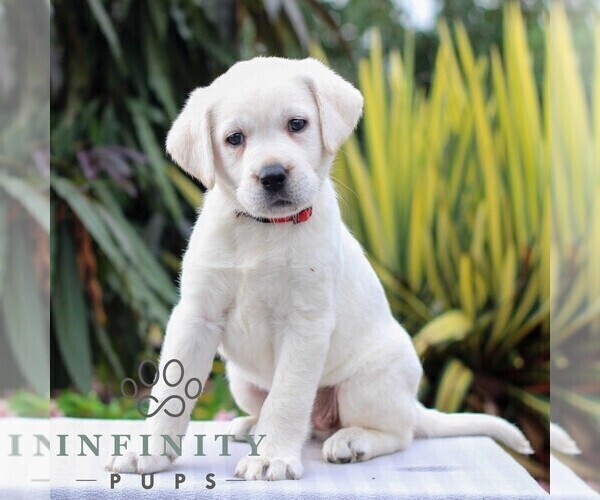 Medium Photo #1 Labrador Retriever Puppy For Sale in GORDONVILLE, PA, USA