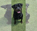 Bane - Male Rottweiler Dog for Adoption - Small photo