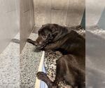 Small #2 Labrador Retriever Mix