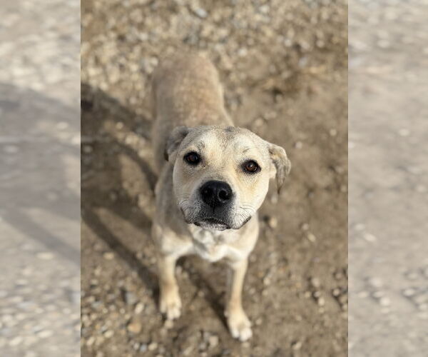 Medium Photo #1 American Pit Bull Terrier-Unknown Mix Puppy For Sale in Corning, AR, USA