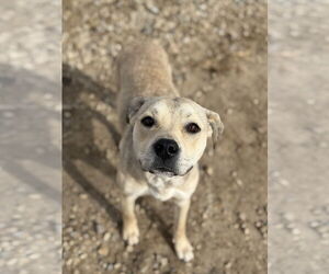 American Pit Bull Terrier-Unknown Mix Dogs for adoption in Corning, AR, USA