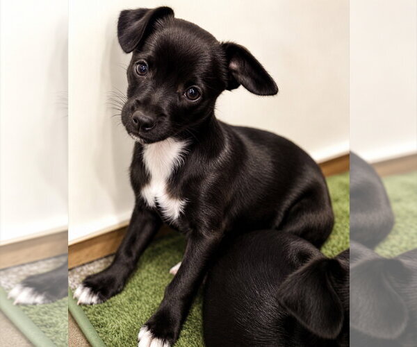 Medium Photo #1 Chihuahua-Unknown Mix Puppy For Sale in Mechanicsburg, PA, USA