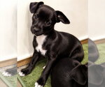 Small Chihuahua Mix