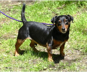 Dachshund-Unknown Mix Dogs for adoption in Pittsburgh, PA, USA