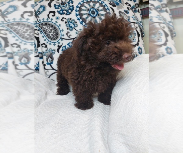 Medium Photo #5 YorkiePoo Puppy For Sale in ELKTON, KY, USA