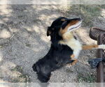 Small #3 Australian Shepherd