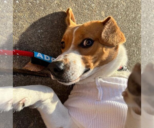 Medium Photo #3 Mutt Puppy For Sale in Roxboro, NC, USA