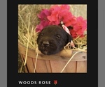 Puppy 3 Irish Wolfhound-Poodle (Standard) Mix