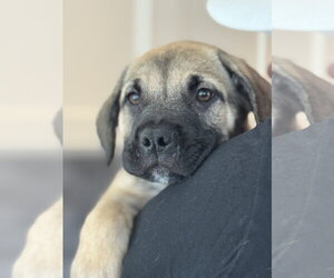 Labrador Retriever-Unknown Mix Dogs for adoption in San Diego, CA, USA
