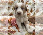 Small Photo #5 Australian Shepherd Puppy For Sale in COTOPAXI, CO, USA