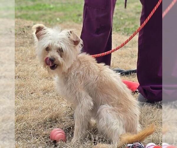Medium Photo #2 Mutt Puppy For Sale in Yardley, PA, USA