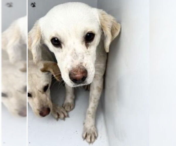 Medium Photo #2 Labrador Retriever Puppy For Sale in Houston, TX, USA