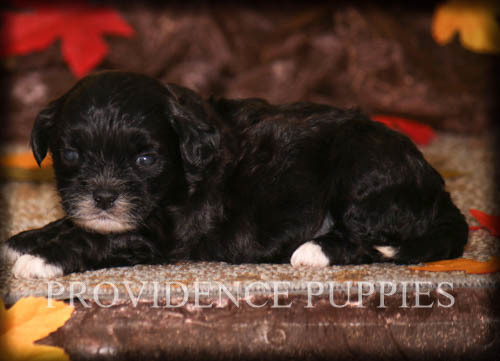 Medium Photo #2 ShihPoo Puppy For Sale in COPPOCK, IA, USA