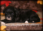 Small Photo #2 ShihPoo Puppy For Sale in COPPOCK, IA, USA