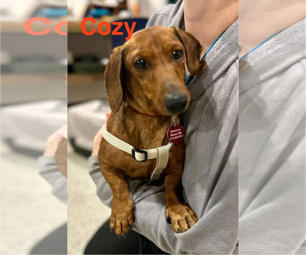 Medium Photo #7 Dachshund Puppy For Sale in St. Louis Park, MN, USA
