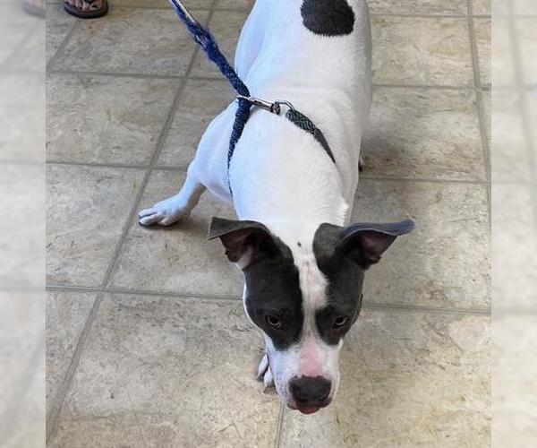 Medium Photo #1 Mutt Puppy For Sale in Norfolk, VA, USA