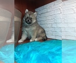 Small Photo #4 Pomsky Puppy For Sale in CARTHAGE, TX, USA