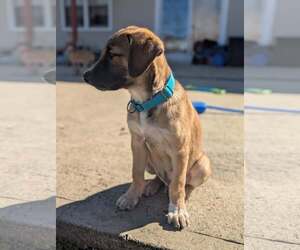 Labrador Retriever-Unknown Mix Dogs for adoption in Oakhurst, NJ, USA
