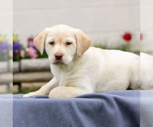 Medium Photo #1 Labrador Retriever Puppy For Sale in LEBANON, PA, USA