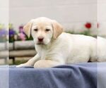 Small Photo #1 Labrador Retriever Puppy For Sale in LEBANON, PA, USA