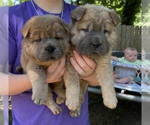 Chinese Shar-Pei Puppy for sale in TOPEKA, KS, USA