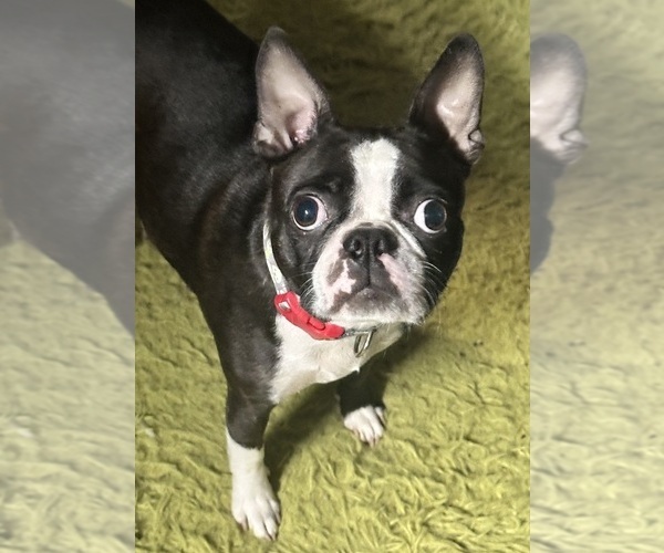 Medium Photo #1 Boston Terrier Puppy For Sale in FLINT, MI, USA