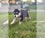 Small #2 Siberian Husky