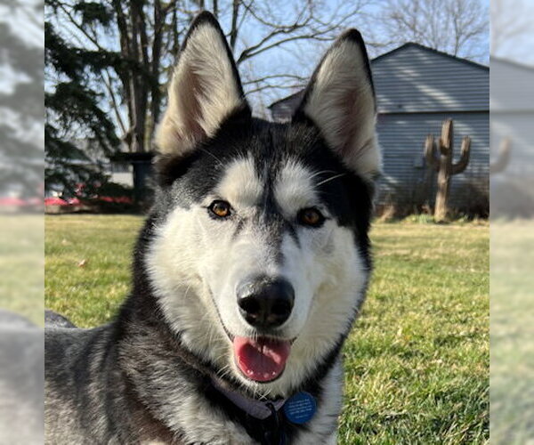 Medium Photo #2 Siberian Husky Puppy For Sale in Omaha, NE, USA