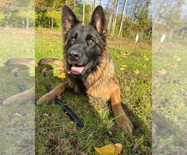 Medium Photo #1 German Shepherd Dog Puppy For Sale in MINNETONKA, MN, USA