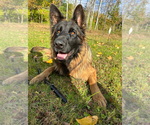 Small Photo #1 German Shepherd Dog Puppy For Sale in MINNETONKA, MN, USA