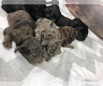 Small Photo #5 Old English Sheepdog-Poodle (Toy) Mix Puppy For Sale in CRESTON, OH, USA