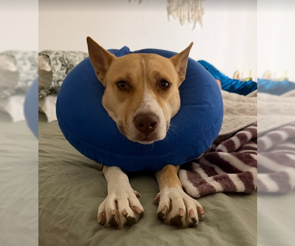 Medium Photo #3 Labrador Retriever-Unknown Mix Puppy For Sale in The Woodlands, TX, USA