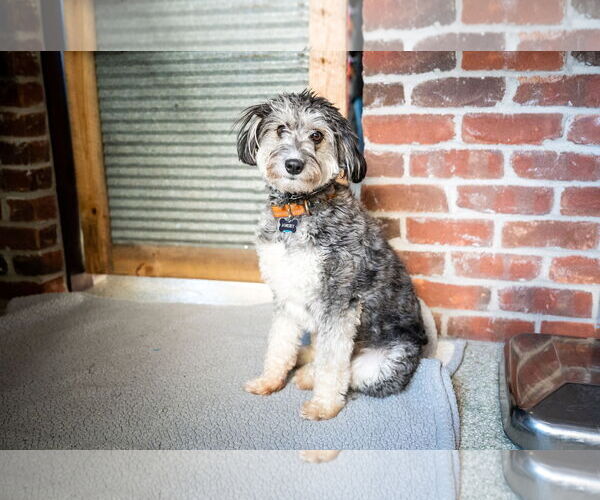 Medium Photo #5 Aussiedoodle Miniature  Puppy For Sale in St. Louis Park, MN, USA