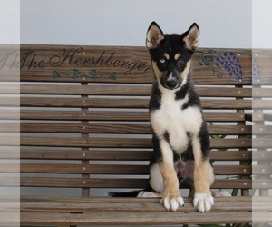 German Shepherd Dog-Siberian Husky Mix Puppy for sale in FREDERICKSBURG, OH, USA