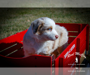 Australian Shepherd Puppy for Sale in VALLEY STATION, Kentucky USA