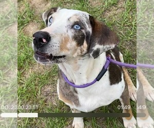 Darla - Female Mutt Dog for Adoption - Photo #3