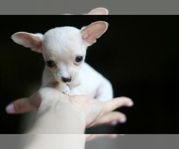 Medium Photo #1 Chihuahua Puppy For Sale in MIAMI, FL, USA