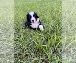 Puppy Puppy 6 Miniature Australian Shepherd