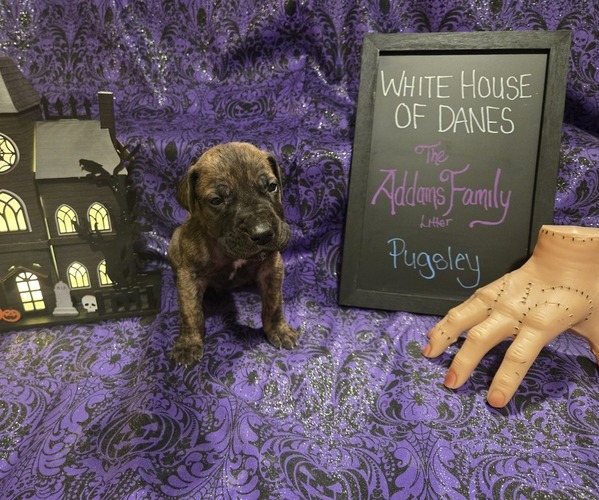 Medium Photo #1 Great Dane Puppy For Sale in BATAVIA, NY, USA