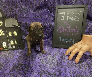 Medium Great Dane