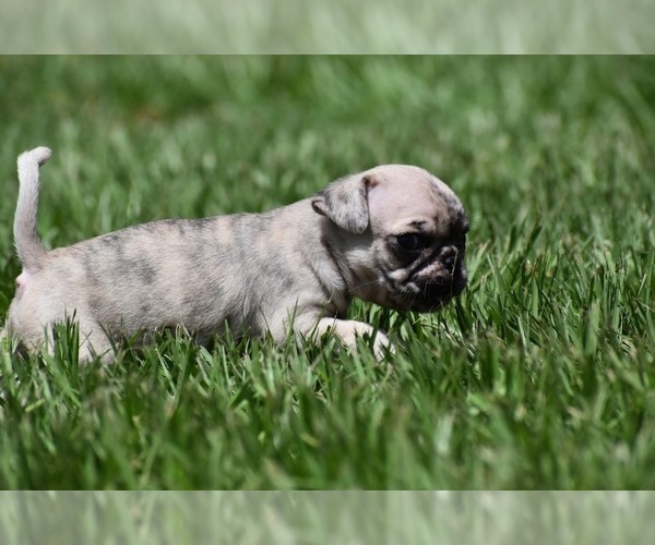 Medium Photo #6 Pug Puppy For Sale in PALM COAST, FL, USA