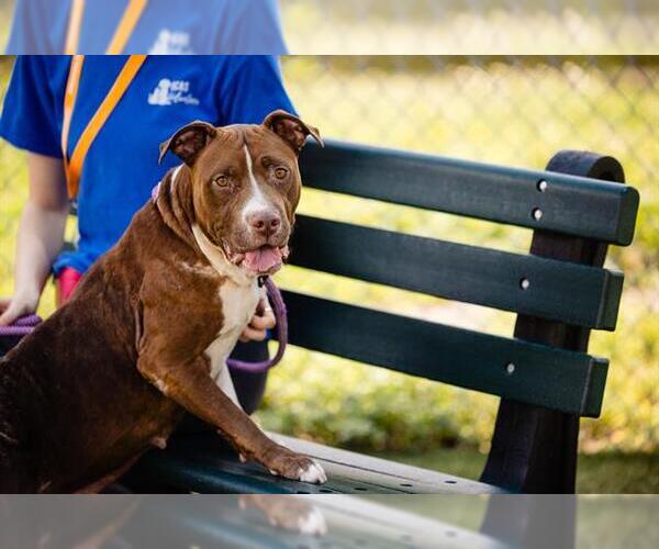 Medium Photo #3 American Pit Bull Terrier Puppy For Sale in Orlando, FL, USA