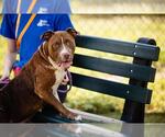 Small #2 American Pit Bull Terrier