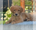 Small Photo #22 Golden Retriever Puppy For Sale in WOLCOTT, IN, USA