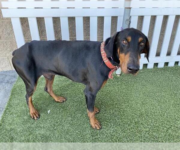Medium Photo #1 Doberman Pinscher Puppy For Sale in Modesto, CA, USA