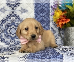 Golden Retriever Puppy for sale in LANCASTER, PA, USA