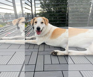 Radish - Male Great Pyrenees-Unknown Mix Dog for Adoption - Photo #2