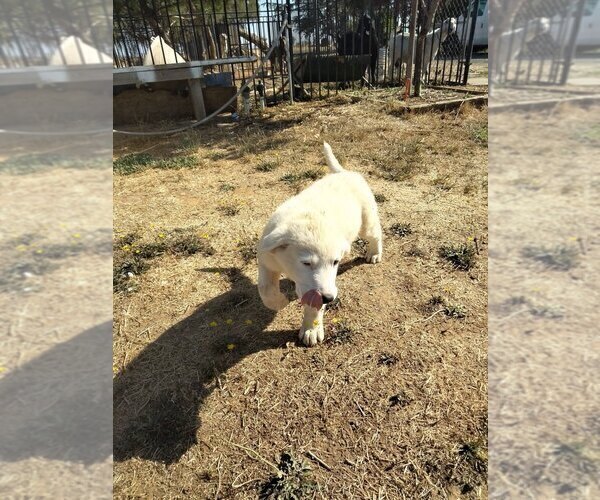 Medium Photo #2 Great Pyrenees Puppy For Sale in LINCOLN, CA, USA
