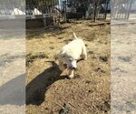 Small Photo #2 Great Pyrenees Puppy For Sale in LINCOLN, CA, USA